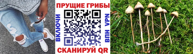 Псилоцибиновые грибы MAGIC MUSHROOMS  где можно купить   Дудинка 